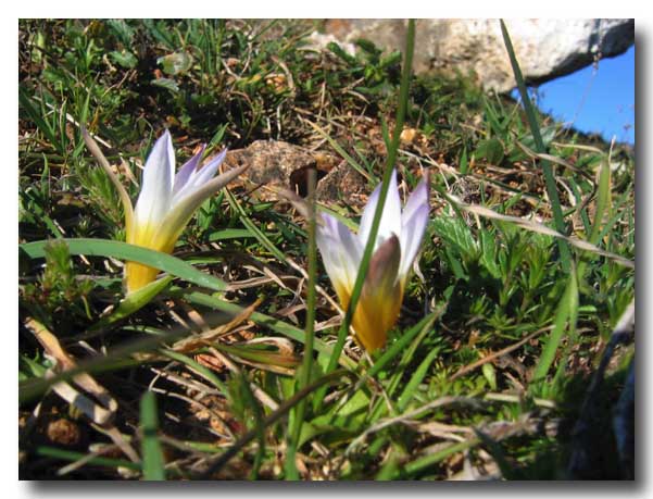 Romulea bulbocodium  dal Gargano